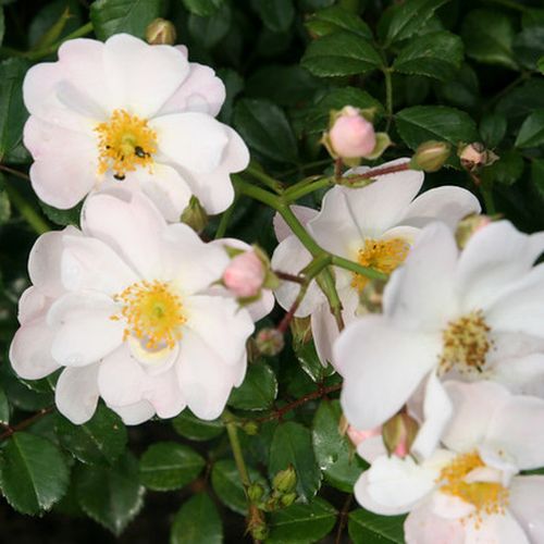 Rozenstruik - Webwinkel - Rosa Medeo® - wit - bodembedekkende rozen - zacht geurende roos - W. Kordes & Sons - -